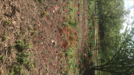 Sakarya Geyve Doğançay Köyü Milli Emlak'tan Satılık 137,94 m2 Tarla