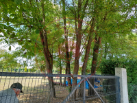 Düzce Merkez Pınarlar Köyü Milli Emlak'tan Satılık 993,12 m2 Tarla