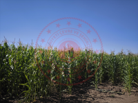 Ağrı Hamur Adımova Köyü Milli Emlak'tan Satılık 10.749,48 m2 Tarla