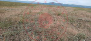 Erzurum Karayazı Değirmenkaya Köyü Milli Emlak'tan Satılık 7.557,01 m2 Tarla