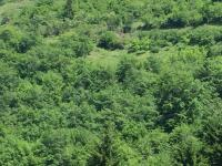 Trabzon Maçka Kapıköy Mahallesi Milli Emlak'tan Satılık 2.749,52 m2 Tarla
