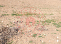 Eskişehir Alpu Söğütçük Mahallesi Milli Emlak'tan Satılık 10.040,50 m2 Tarla