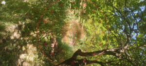 Malatya Kale Dedeköy Mahallesi Milli Emlak'tan Satılık 2.669,03 m2 Tarla