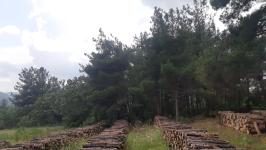 Balıkesir Kepsut Işıklar Köyü Milli Emlak'tan Satılık 4.343,21 m2 Tarla