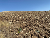 Kayseri Kocasinan Höbek Mahallesi Milli Emlak'tan Satılık 2.206,27 m2 Tarla