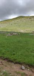 Bingöl Merkez Sancak Köyü Milli Emlak'tan Satılık 3.963,30 m2 Tarla