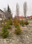 Kahramanmaraş Elbistan Köseyahya Mahallesi Milli Emlak'tan Satılık 109,67 m2 Tarla