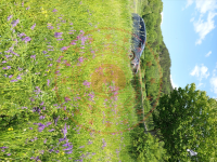 Gümüşhane Torul Yıldız Köyü Milli Emlak'tan Satılık 529,99 m2 Tarla