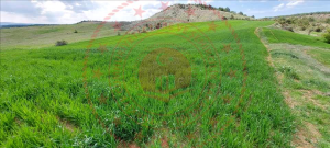 Kastamonu Merkez Hacışaban Köyü Milli Emlak'tan Satılık 1.297,96 m2 Tarla