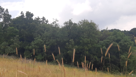 Balıkesir Kepsut Işıklar Köyü Milli Emlak'tan Satılık 760,75 m2 Tarla