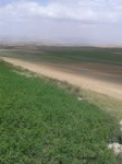 Nevşehir Gülşehir Hacıhalilli Köyü Milli Emlak'tan Satılık 12.996,91 m2 Tarla