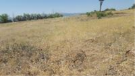 Bingöl Merkez Kılçadır Köyü Milli Emlak'tan Satılık 3.672,47 m2 Tarla