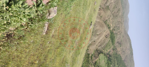 Malatya Kale Dedeköy Mahallesi Milli Emlak'tan Satılık 69.511,67 m2 Tarla