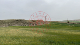 Çorum Alaca Küre Köyü Milli Emlak'tan Satılık 5.714,04 m2 Tarla