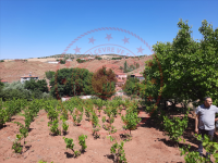 Kırşehir Akçakent Ömeruşağı Köyü Milli Emlak'tan Satılık 974,90 m2 Tarla