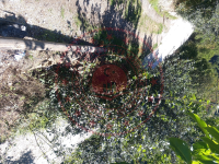 Gümüşhane Torul Kirazlık Köyü Milli Emlak'tan Satılık 43,05 m2 Tarla