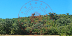 Muğla Menteşe Yaraş Köyü Milli Emlak'tan Satılık 20.787,90 m2 Tarla