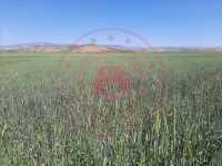 Sivas Merkez Dikmencik Köyü Milli Emlak'tan Satılık 3.033,10 m2 Tarla