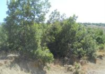 Gümüşhane Şiran Fatih Mahallesi Milli Emlak'tan Satılık 599,94 m2 Arsa