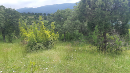 Balıkesir Kepsut Tuzak Köyü Milli Emlak'tan Satılık 2.295,79 m2 Tarla