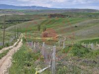 Çorum Merkez Sarmaşa Köyü Milli Emlak'tan Satılık 14.526,99 m2 Tarla