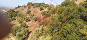 Aydın Germencik Dağkaraağaç Köyü Milli Emlak'tan Satılık 20.415,69 m2 Tarla