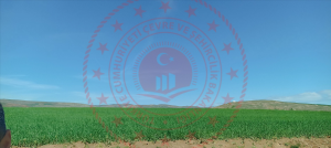 Kırıkkale Delice Halitli Köyü Milli Emlak'tan Satılık 1.849,07 m2 Tarla