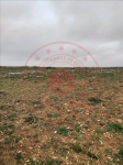 Afyonkarahisar Emirdağ Aşağı Piribeyli - Yeni Mahallesi Milli Emlak'tan Satılık 11.513,87 m2 Tarla