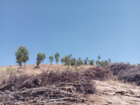 Malatya Hekimhan Dereköy Köyü Milli Emlak'tan Satılık 1.714,32 m2 Tarla