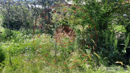 Bolu Merkez Bozarmut Köyü Milli Emlak'tan Satılık 46,78 m2 Tarla