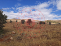 Sivas Merkez Başıbüyük Köyü Milli Emlak'tan Satılık 5.561,80 m2 Tarla