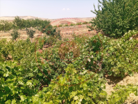 Kırıkkale Keskin Kaçakköy Köyü Milli Emlak'tan Satılık 991,95 m2 Tarla