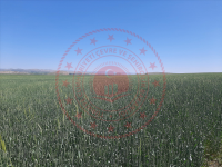 Sivas Merkez Dikmencik Köyü Milli Emlak'tan Satılık 5.990,10 m2 Tarla