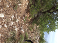 Karaman Ermenek Sarıvadi Köyü Milli Emlak'tan Satılık 1.661,67 m2 Tarla