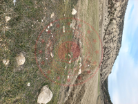 Eskişehir Alpu Büğdüz Mahallesi Milli Emlak'tan Satılık 9.031,32 m2 Tarla