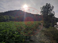 Amasya Merkez Karaköprü Köyü Milli Emlak'tan Satılık 1.278,03 m2 Tarla