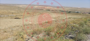 Ankara Bala Yaylalıözü Köyü Milli Emlak'tan Satılık 812,00 m2 Tarla