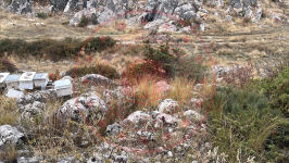 Konya Beyşehir Üzümlü Kasabası Milli Emlak'tan Satılık 448,91 m2 Arsa