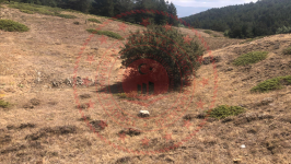 Çorum Merkez Çalyayla Köyü Milli Emlak'tan Satılık 5.000,00 m2 Tarla