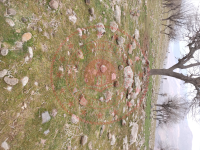 Şırnak Güçlükonak Gümüşyazı Köyü Milli Emlak'tan Satılık 681,25 m2 Tarla