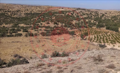 Mardin Artuklu Yalım Köyü Milli Emlak'tan Satılık 2.392,61 m2 Tarla