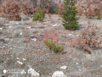 Konya Meram Kayalı Köyü Milli Emlak'tan Satılık 23.137,13 m2 Arsa