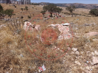 Mardin Artuklu Yalım Köyü Milli Emlak'tan Satılık 8,89 m2 Arsa