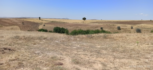 Kırıkkale Balışeyh Selamlı Köyü Milli Emlak'tan Satılık 1.277,00 m2 Tarla