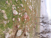 Şırnak Güçlükonak Gümüşyazı Köyü Milli Emlak'tan Satılık 681,25 m2 Tarla